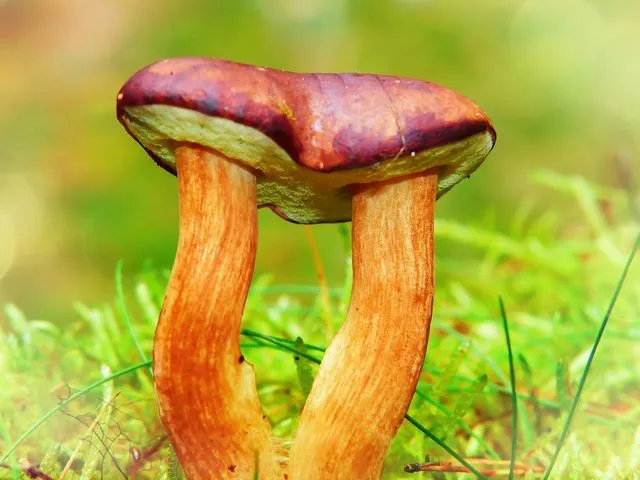 Zdjęcie Gdzie na grzyby z noclegiem - najlepsze miejsca na udany wypoczynek
