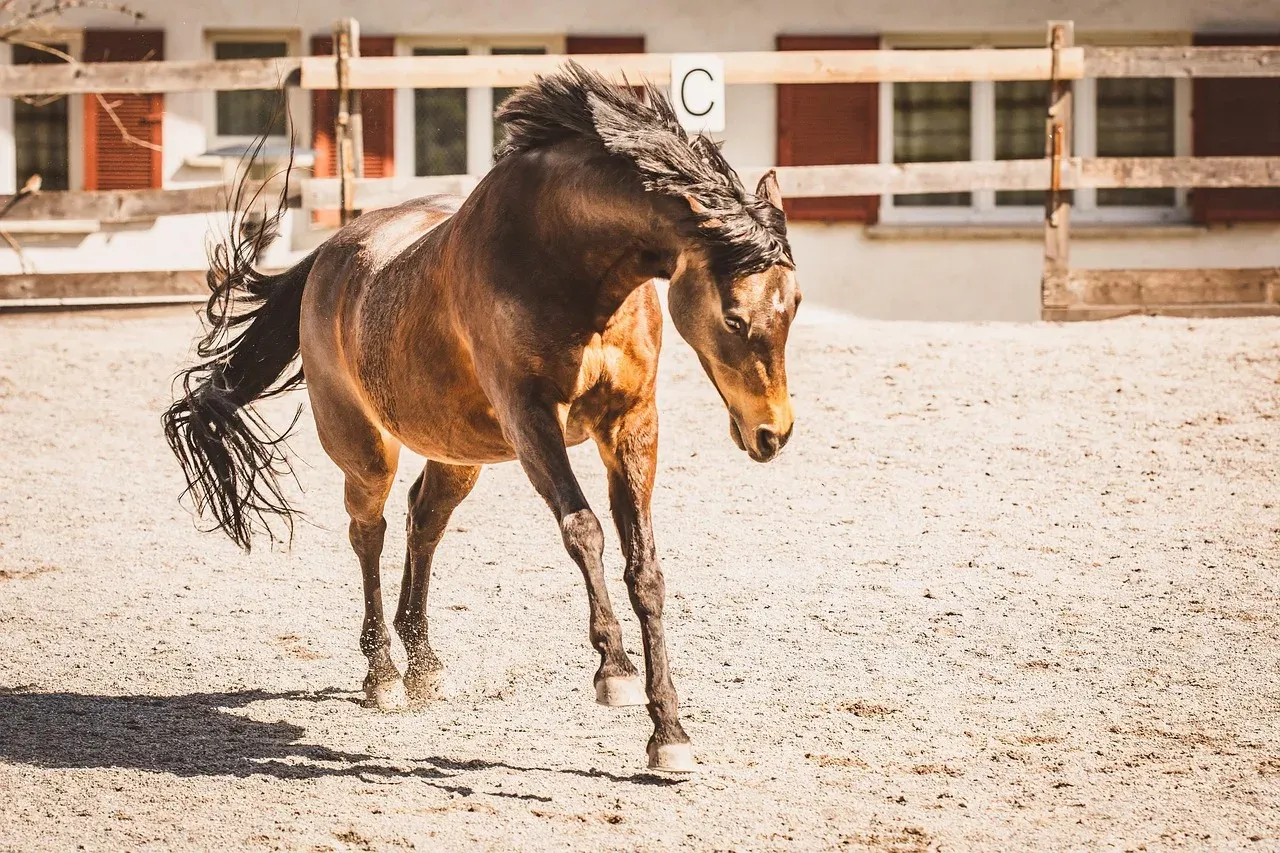 rasy koni olbrzym&oacute;w