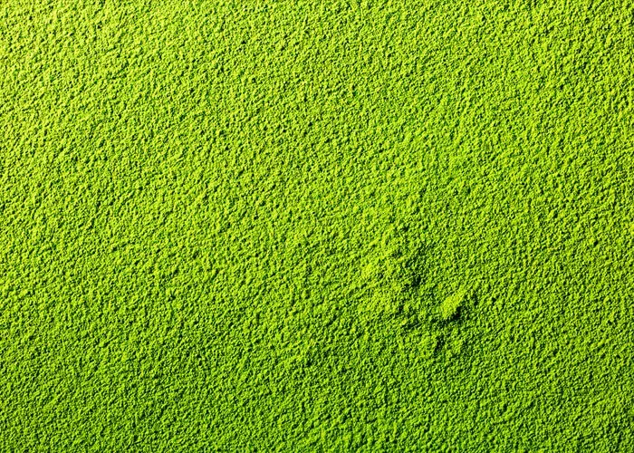 matcha wysokiej jakości kolor tekstura