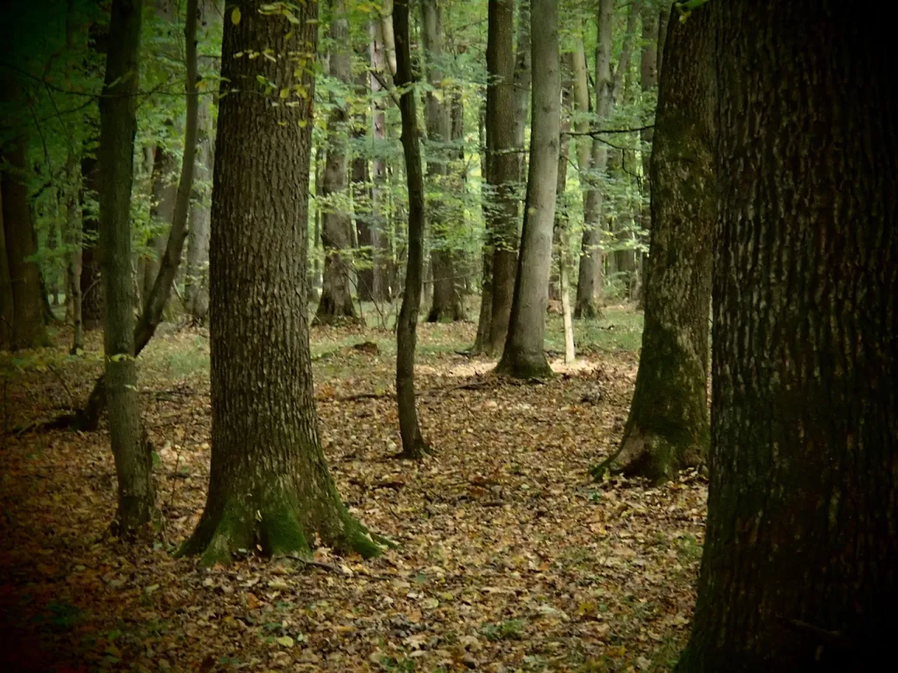 Leśna ścieżka w rezerwacie przyrody Lip&oacute;wka, jesienne liście pokrywają ziemię, a wysokie drzewa tworzą gęsty baldachim.