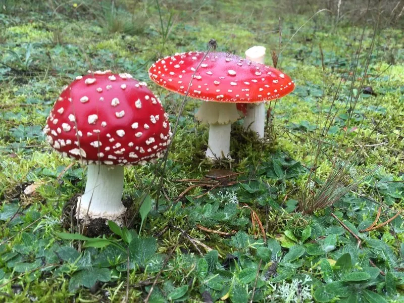 muchomor czerwony a muchomor sromotnikowy porównanie