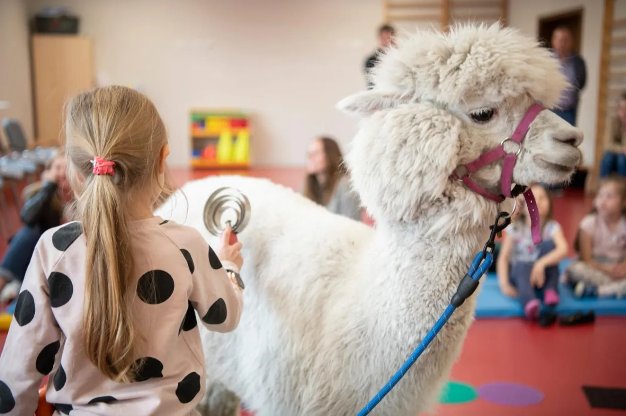 Dzieci głaszczące alpaki podczas zajęć edukacyjnych