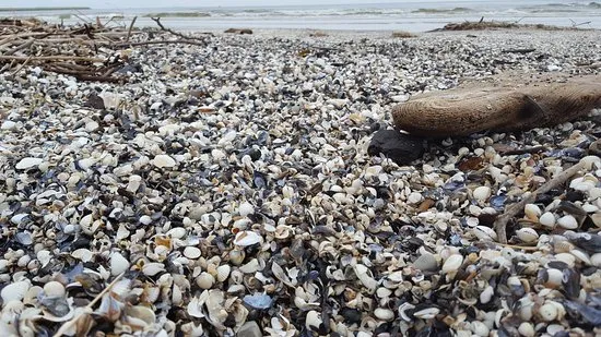 Plaża po sztormie muszle