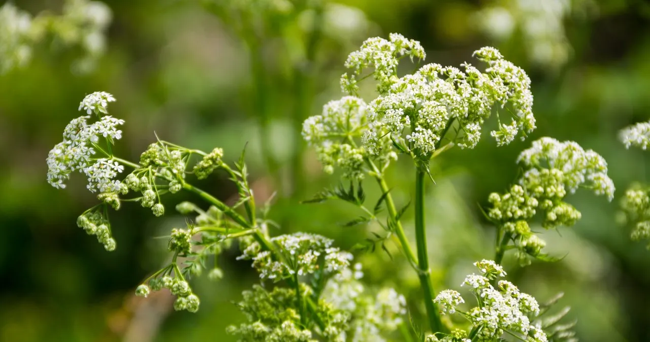 Por&oacute;wnanie kopru z blekotem pospolitym, szczwołem plamistym i szalejem jadowitym - cechy charakterystyczne