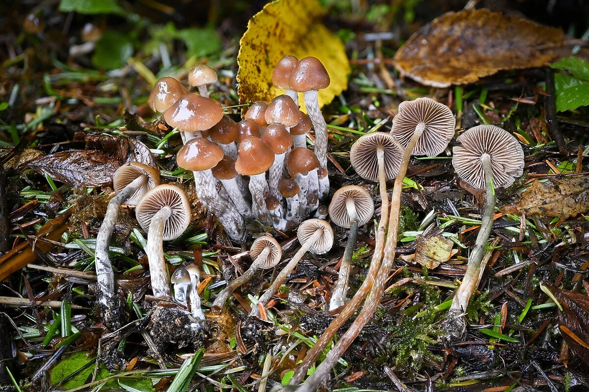 Psilocybe semilanceata natural habitat Norway