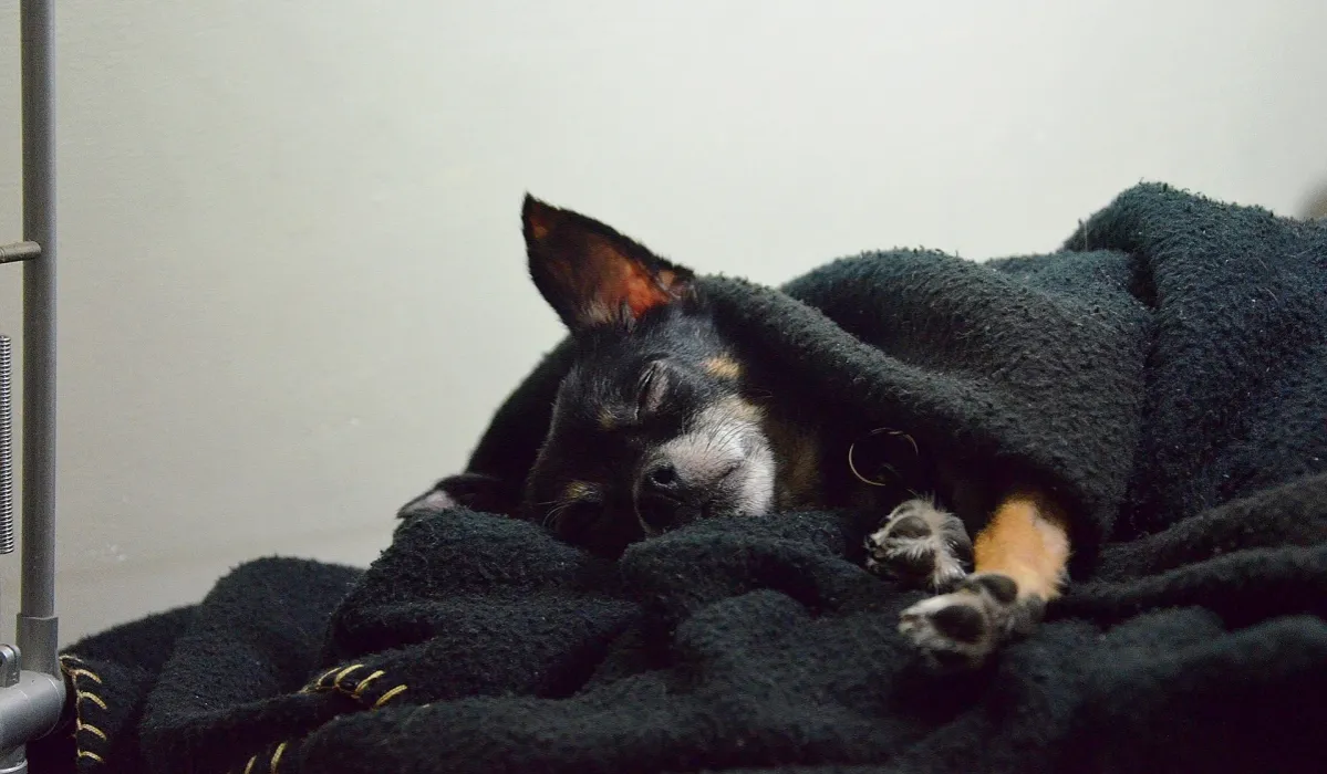 weterynarz pies właściciel trudna decyzja