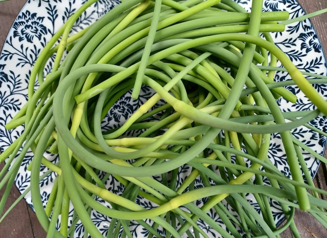 pesto z pędów czosnku