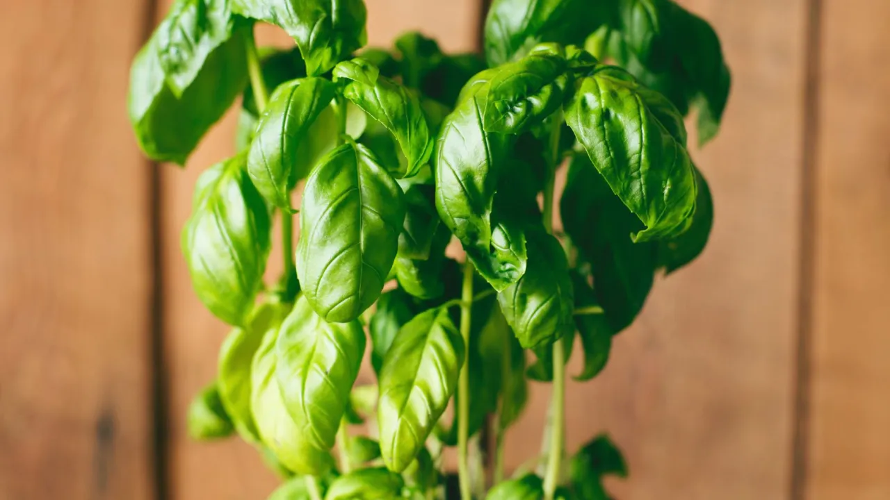 Zielona, bujna bazylia w doniczce, gotowa do zbioru. Zastanawiasz się, ile rośnie bazylia w doniczce? Ta roślina szybko się rozwija.