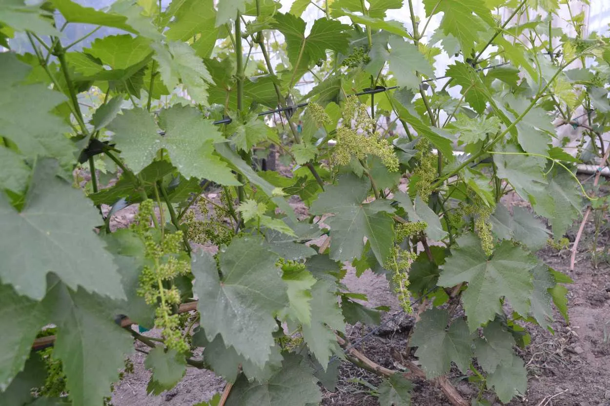 Zielony kwiat winogrona rozwija się na pnączu wśr&oacute;d liści.