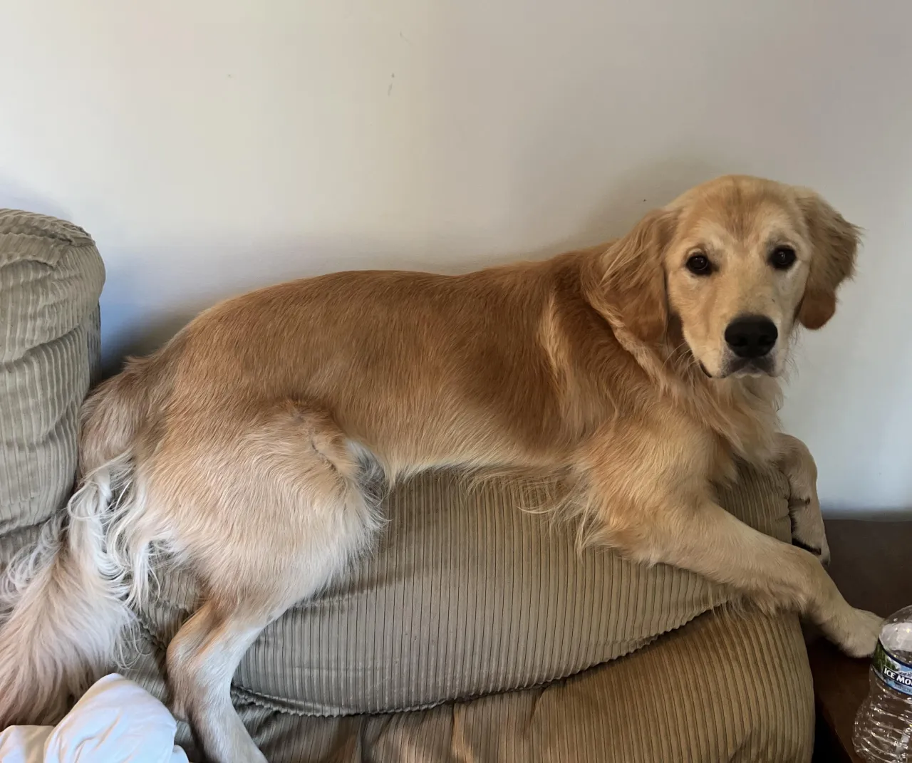 Golden Retriever w trakcie czesania, pokazujący ilość sierści