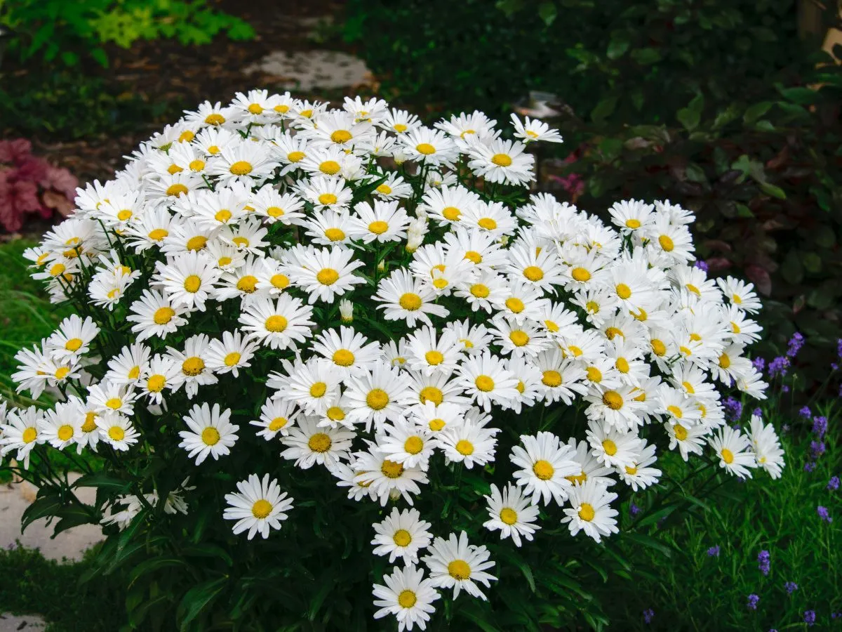 Kiedy sadzić stokrotki do gruntu? Piękny bukiet białych stokrotek z żółtymi środkami, idealny do ogrodu.