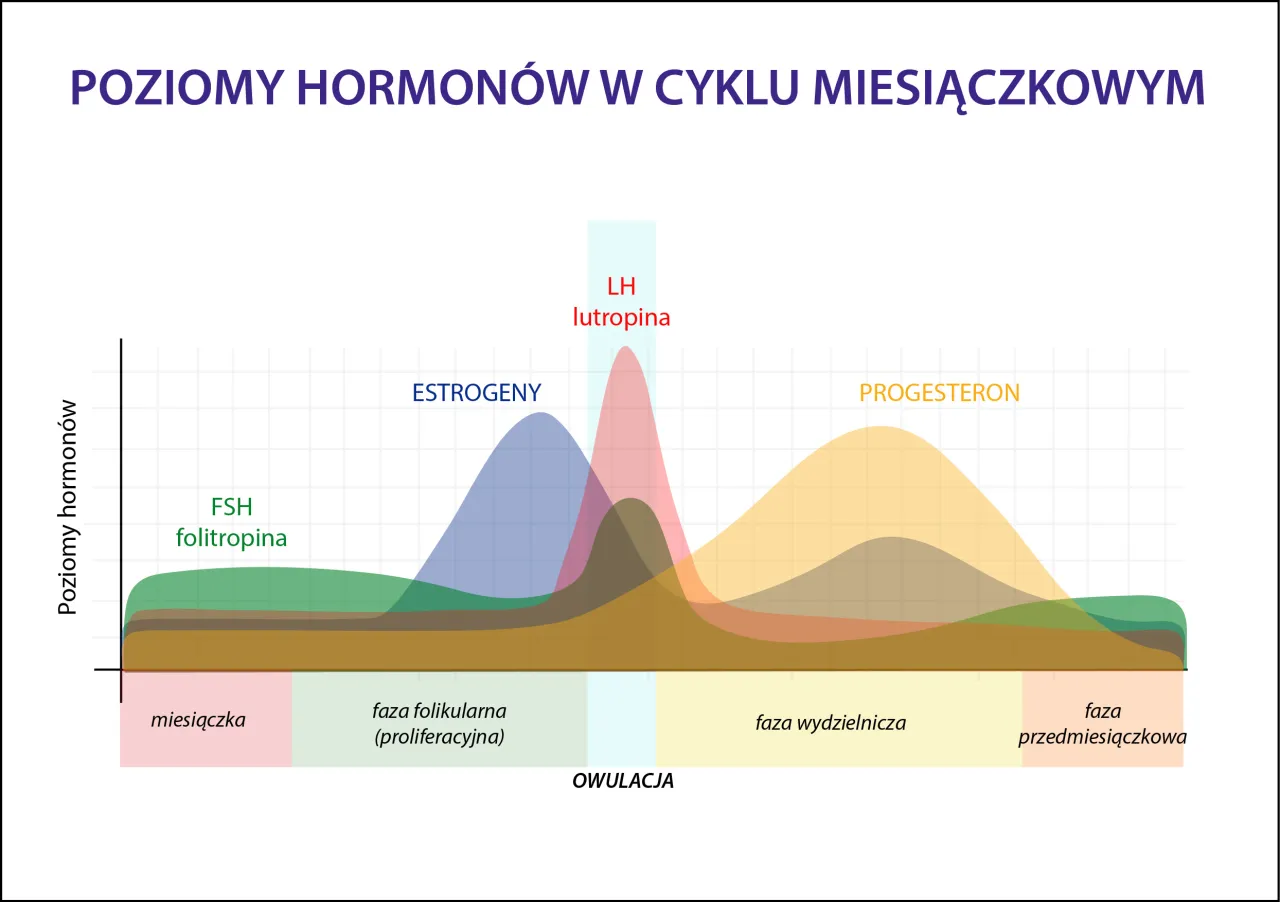 Diagram cyklu menstruacyjnego z fazami