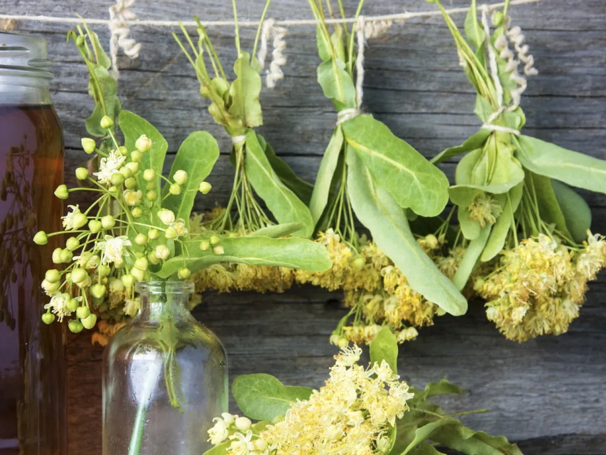 R&oacute;żnice liście i kwiaty lipa drobnolistna szerokolistna