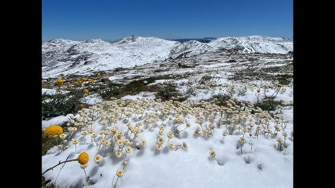 Kosciuszko Nationalpark Skifahren Flora Fauna
