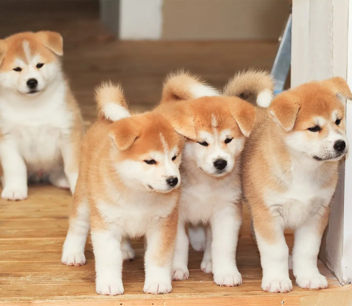 wyprawka dla szczeniaka akity