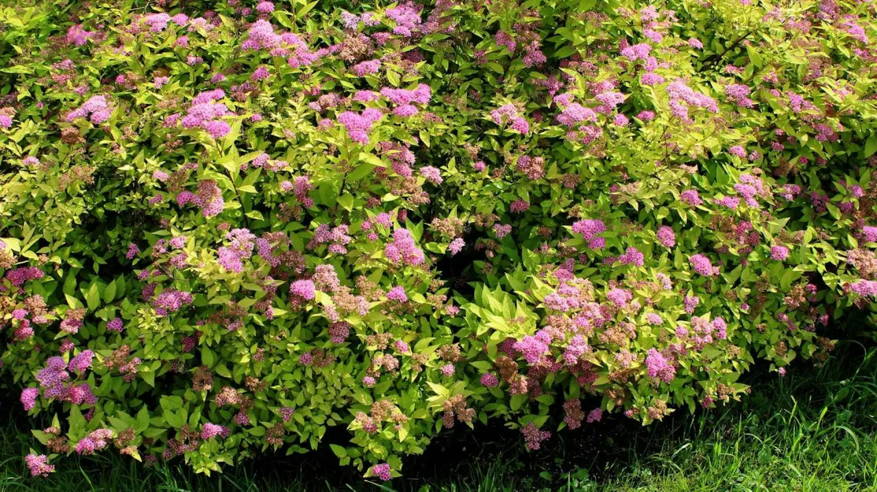 Krzew tawułki z obfitymi, r&oacute;żowymi kwiatostanami i ż&oacute;łtozielonymi liśćmi. Dowiedz się, jak przycinać tawułki, by pięknie kwitły.