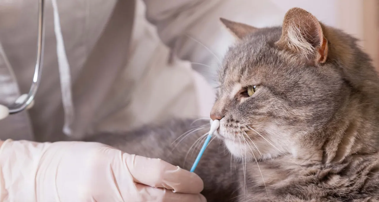 Weterynarz bada kota