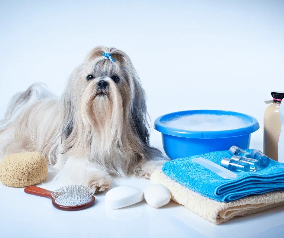 shih tzu pielęgnacja szczotki grzebienie