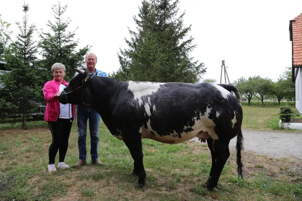 Para dumnych hodowców pozuje z imponującą krową belgijską, dumą ich gospodarstwa.