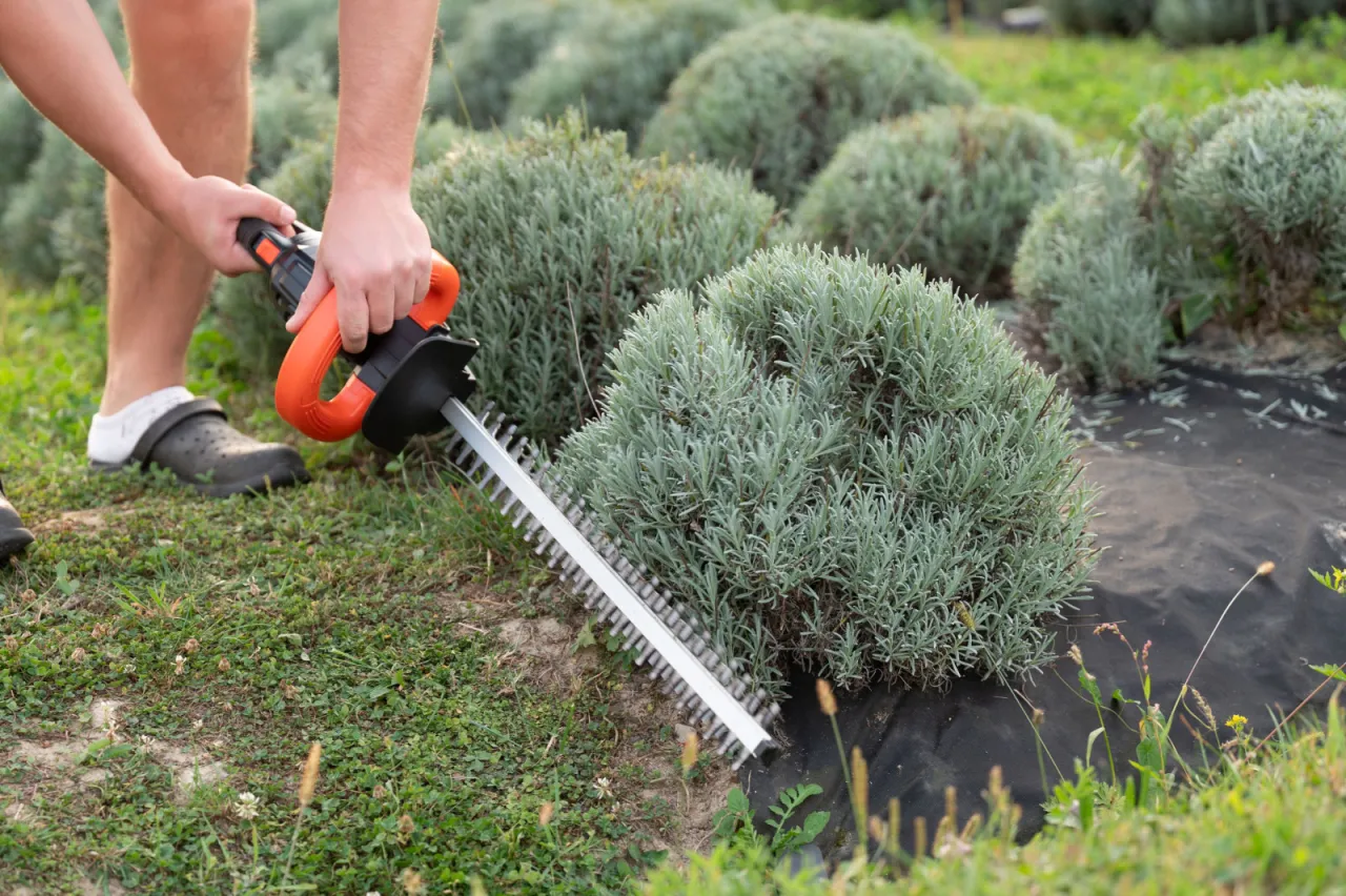 narzędzia do przycinania lawendy