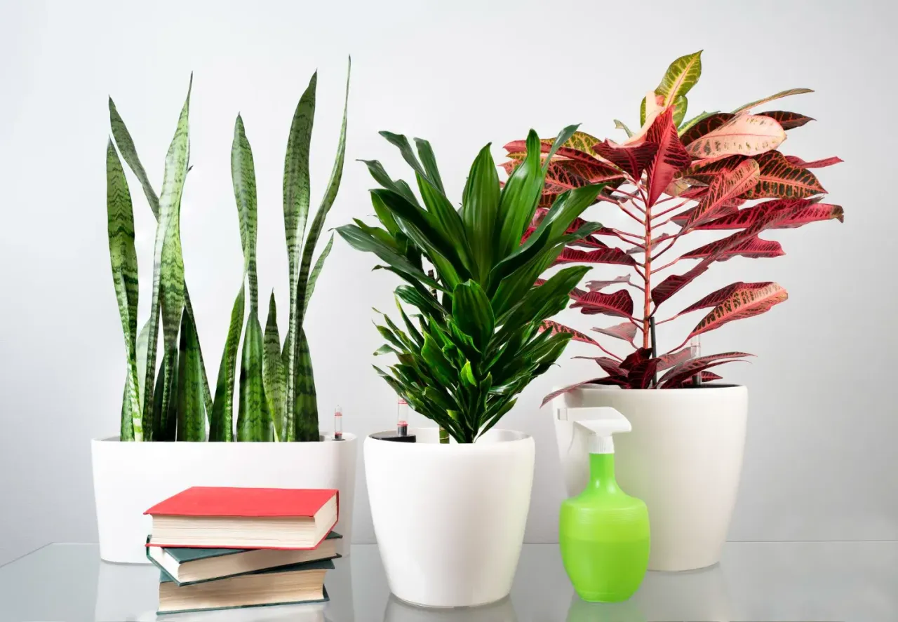 Bezpieczne rośliny doniczkowe dla dzieci i zwierząt domowych