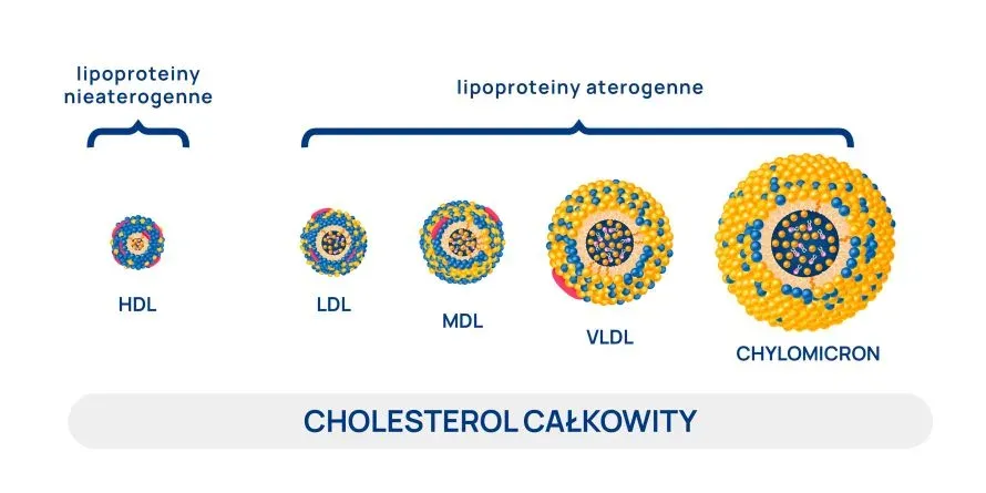 Zdjęcie Jak skutecznie podwyższyć cholesterol nie-HDL i poprawić zdrowie serca