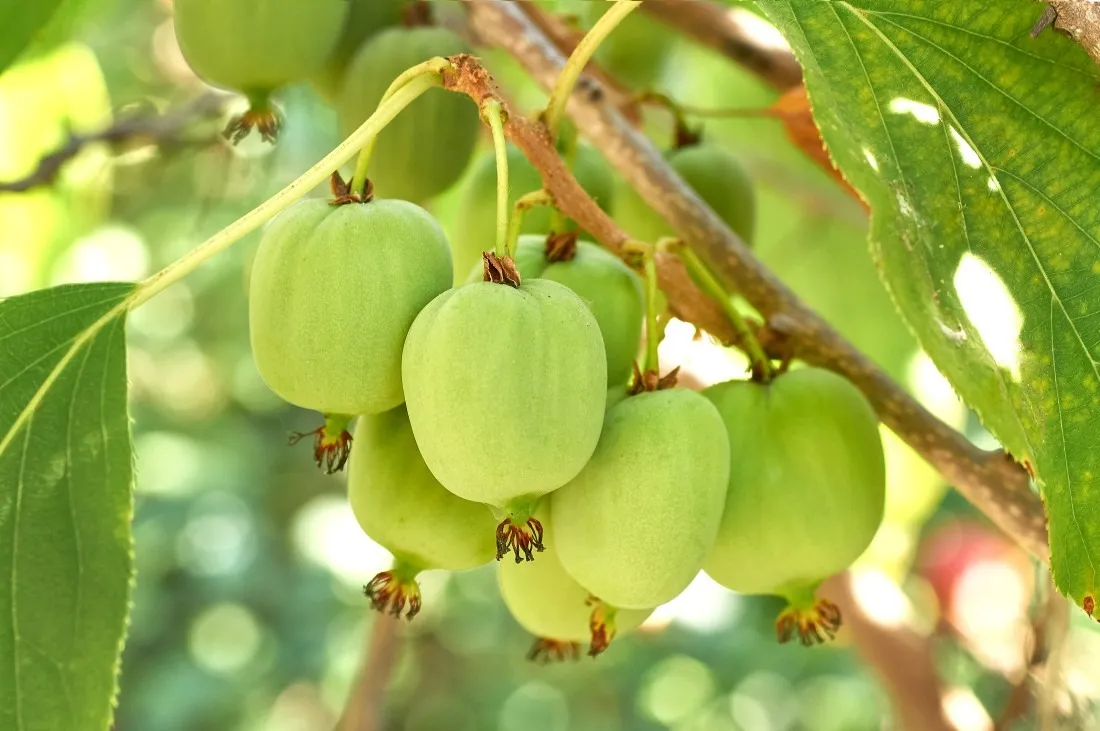 Zdjęcie Jak uprawiać mini kiwi: proste sposoby na zdrowe i smaczne owoce