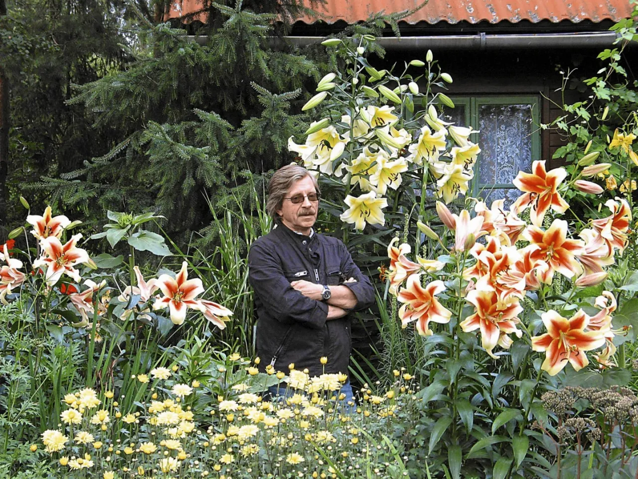 Lilie drzewiaste w ogrodzie