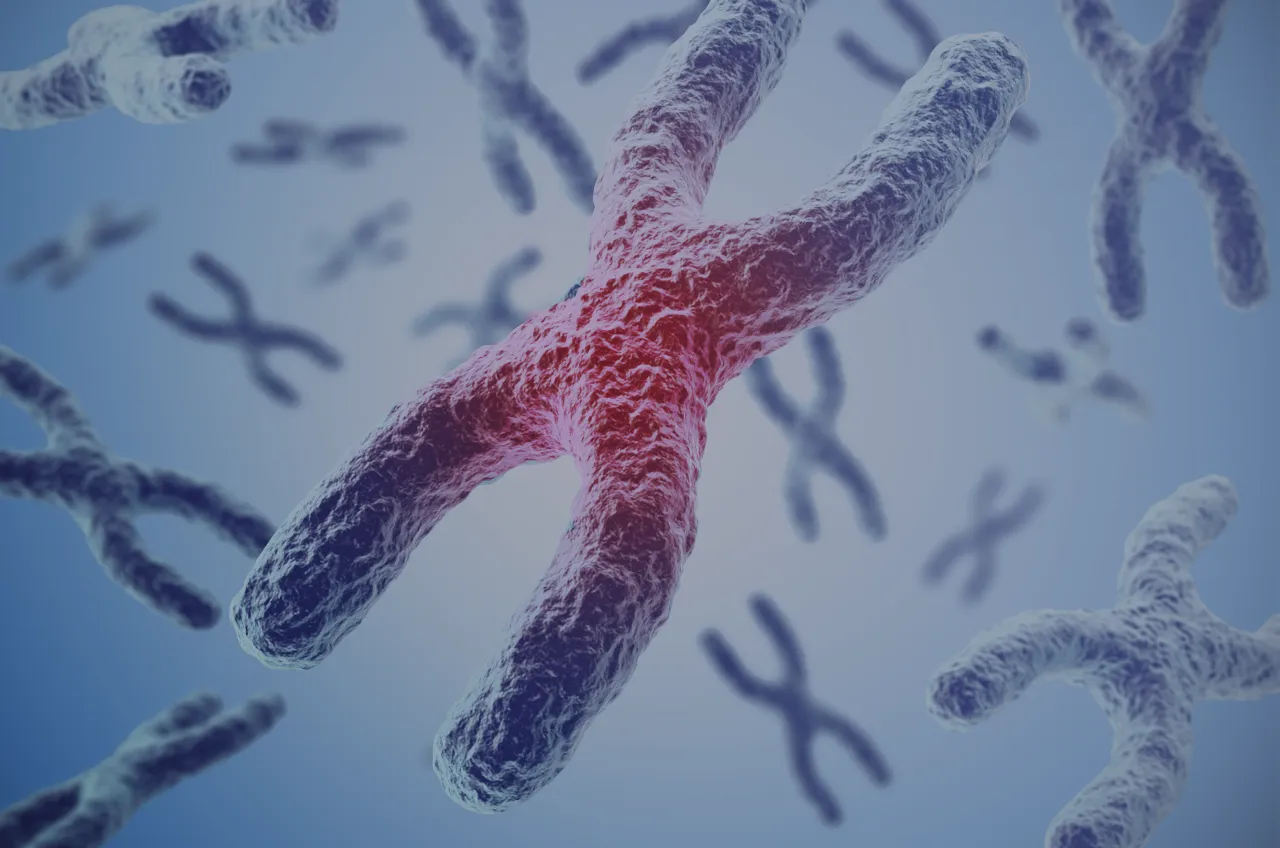 mikroskopowy obraz spermatogenezy