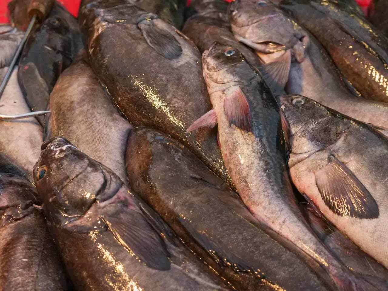 dorsz czarny i dorsz atlantycki porównanie wyglądu i mięsa