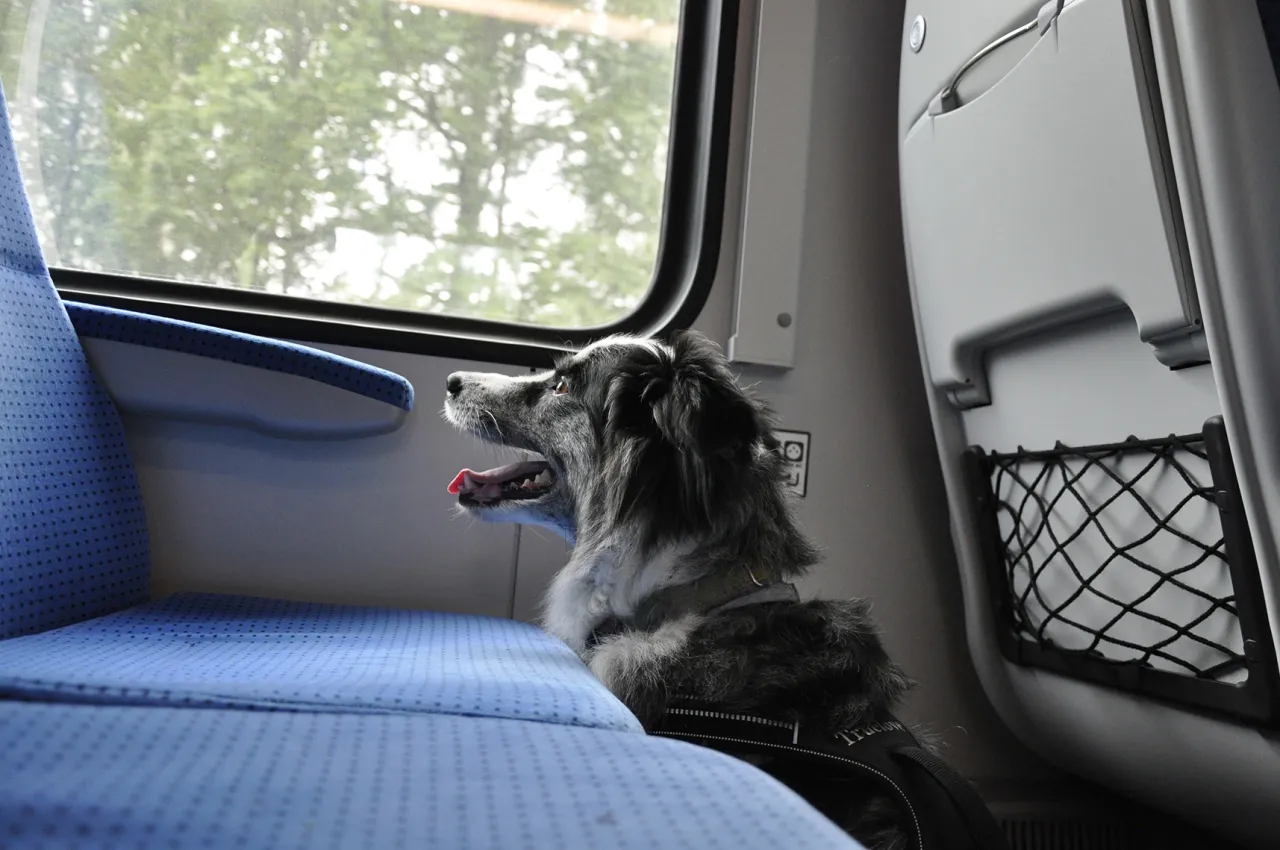 pies w pociągu PKP Intercity