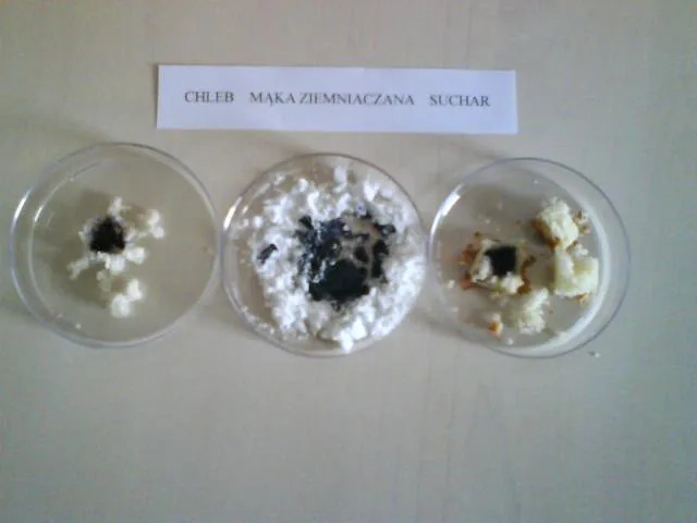 wykrywanie skrobi w ziemniaku jodyna