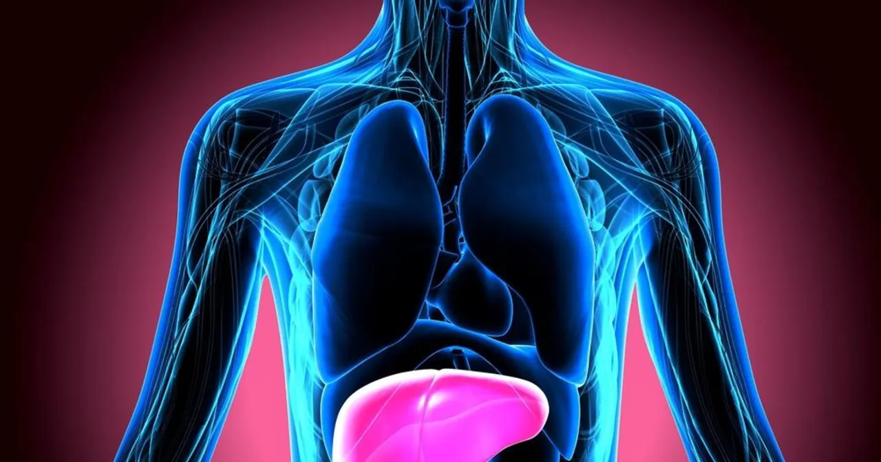 Anatomia wątroby i lokalizacja b&oacute;lu w prawym podżebrzu