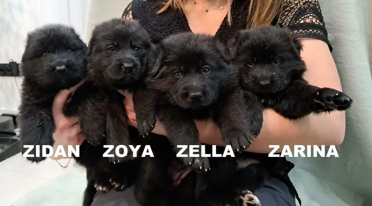 Owczarek niemiecki szczeniak cena rodowodowy