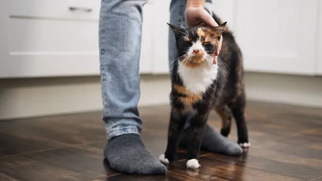 niespokojna kotka ocierająca się o meble