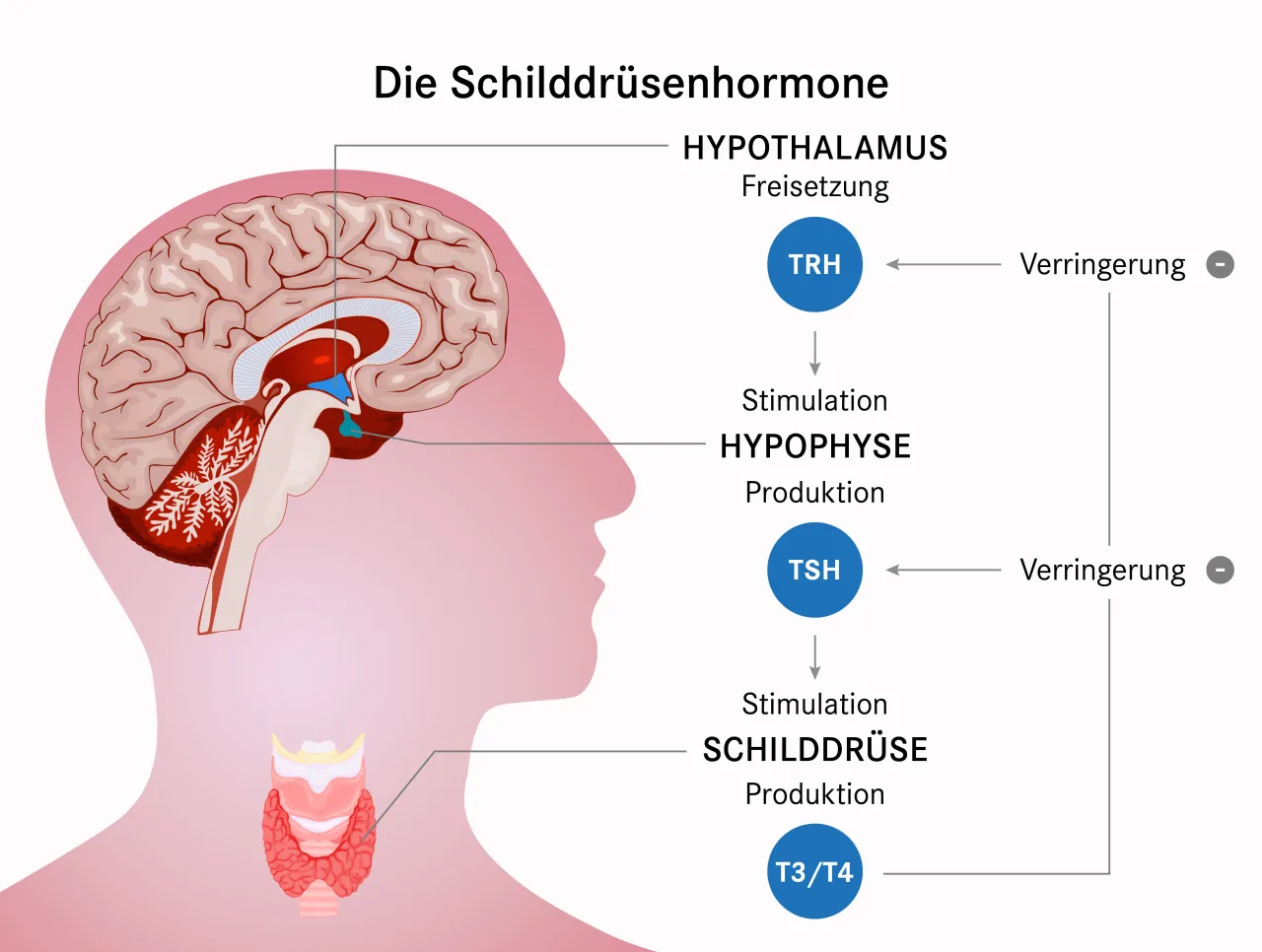 Schilddr&uuml;se und Gehirn in Verbindung, schematische Darstellung