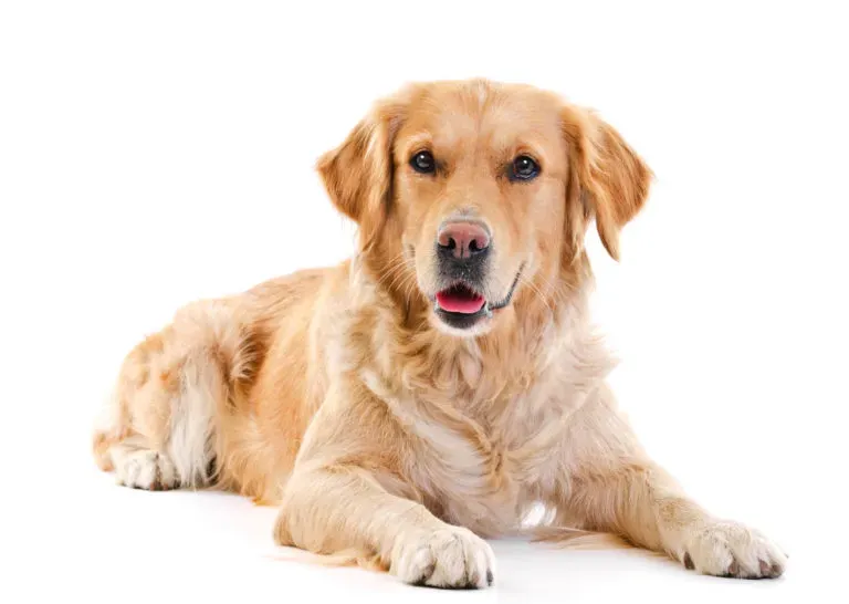 Zdjęcie Golden Retriever: czy to naprawdę rasa duża czy średnia?