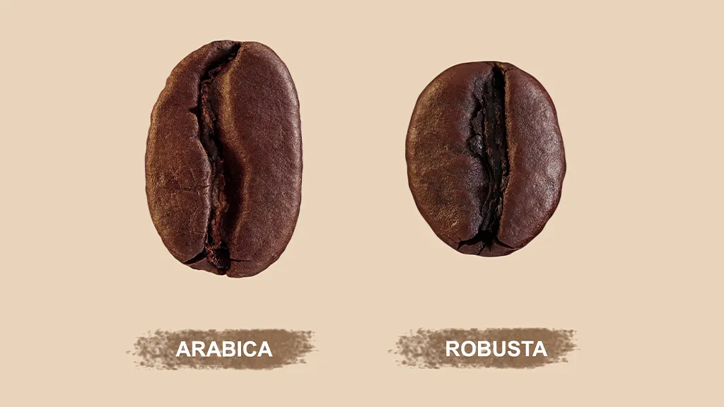Zdjęcie Kawa arabica czy robusta – odkryj, która jest lepsza dla Ciebie