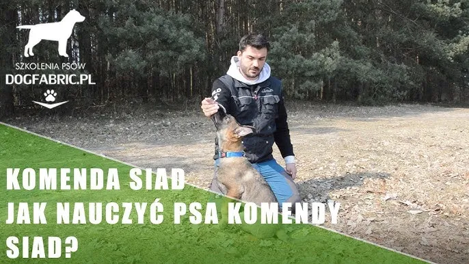 owczarek niemiecki komenda siad