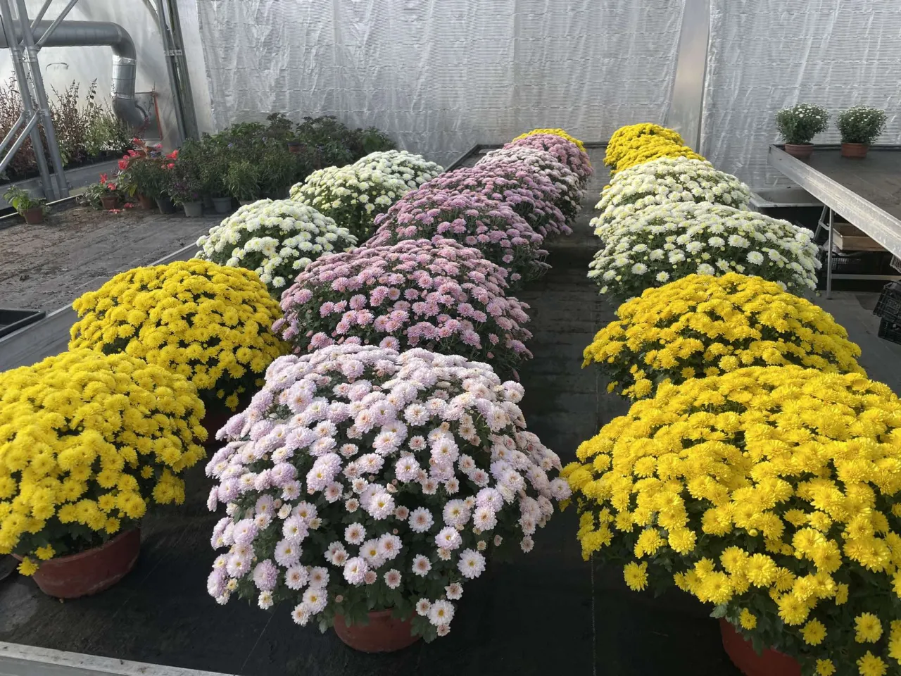 chryzantemy drobnokwiatowe i wielkokwiatowe por&oacute;wnanie