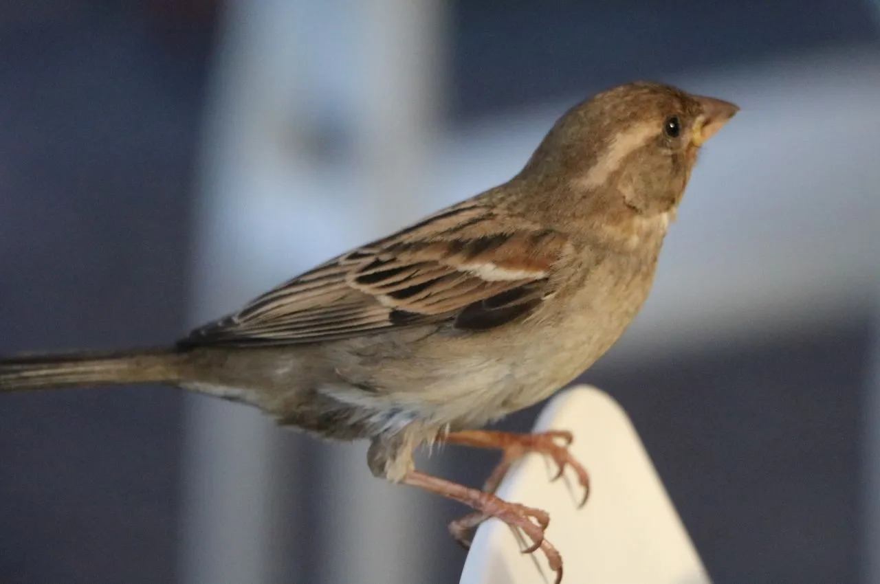 wr&oacute;bel przesądy negatywne znaczenie