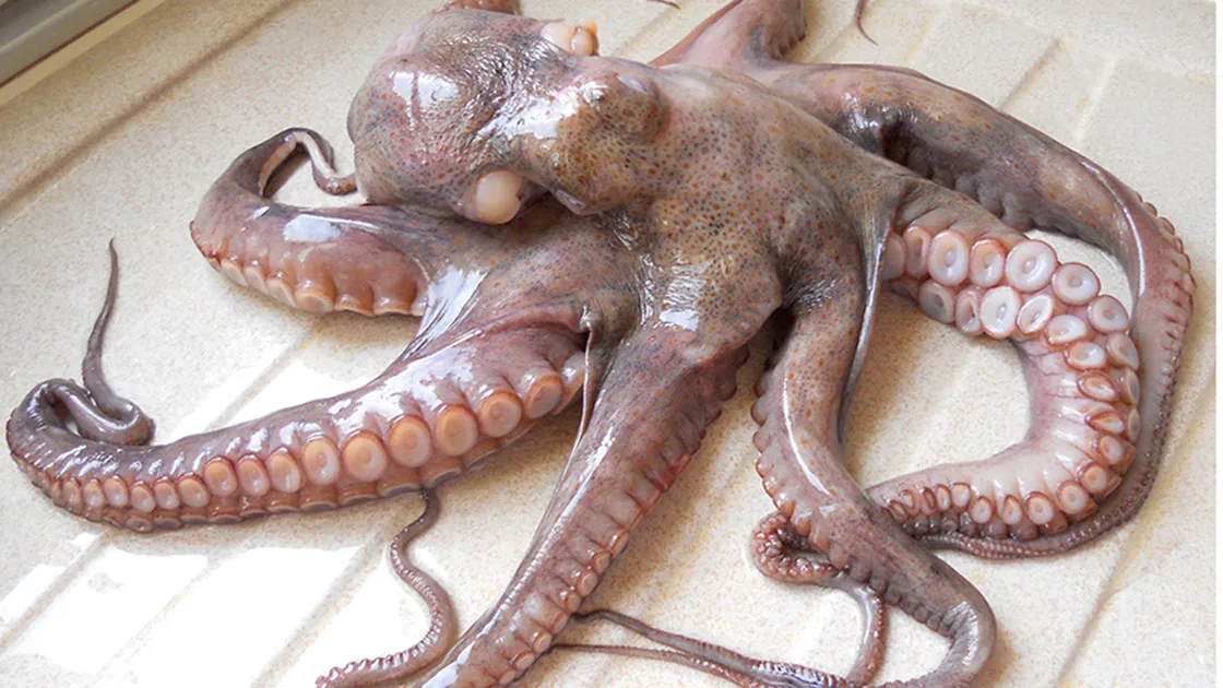 Polpo fresco al banco del pesce