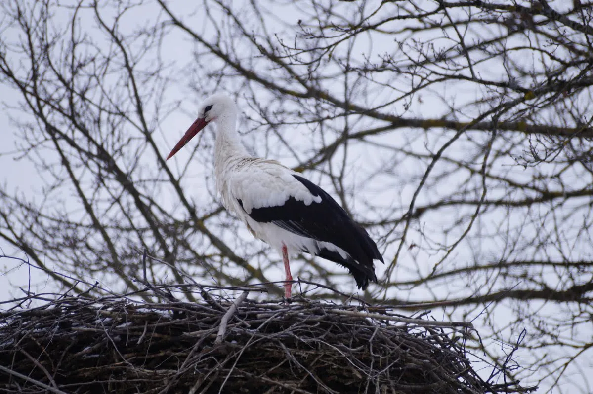 Bocian zimujący w Polsce