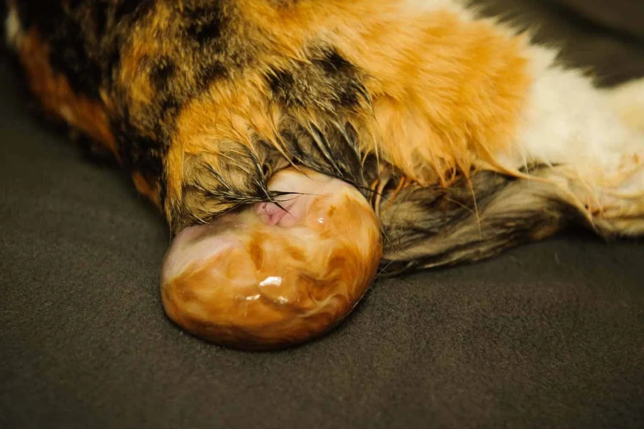 kocięta śpiące razem