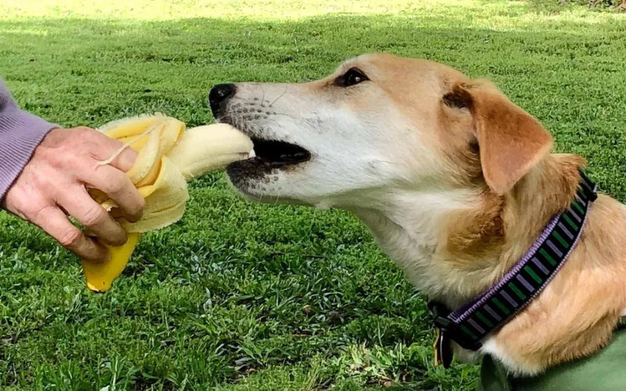 Pies jedzący banana