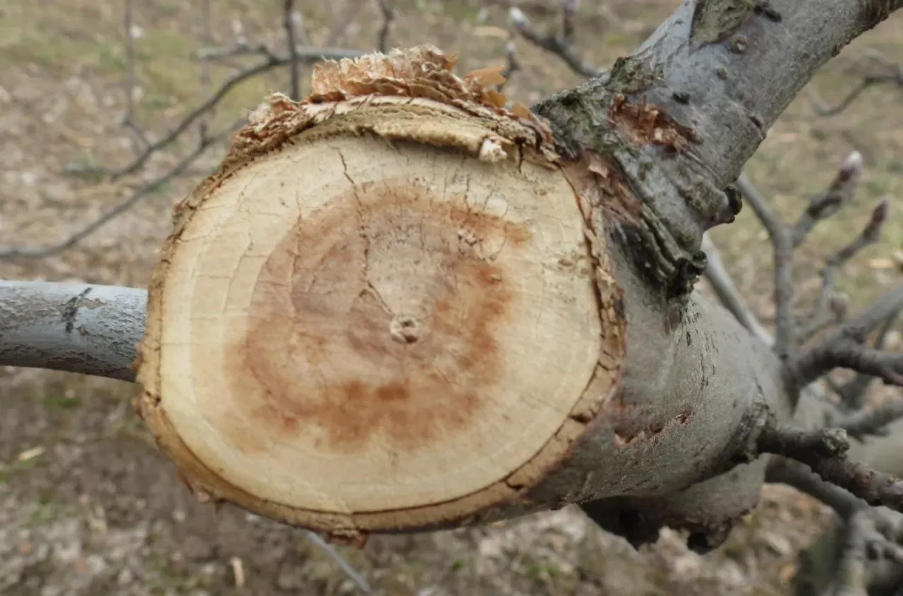 Choroby drzewa, zgnilizna pnia, szkodniki drzew, opinia dendrologiczna