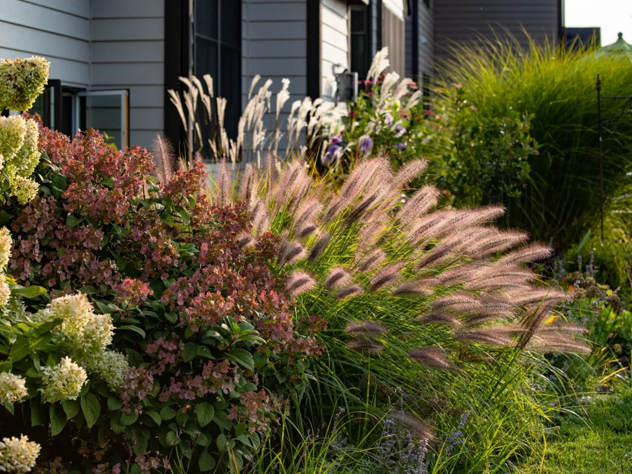 Zimozielony żywopłot prywatność przez cały rok