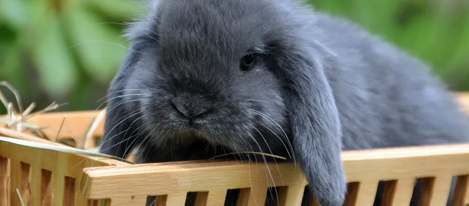 królik domowy na tle zieleni