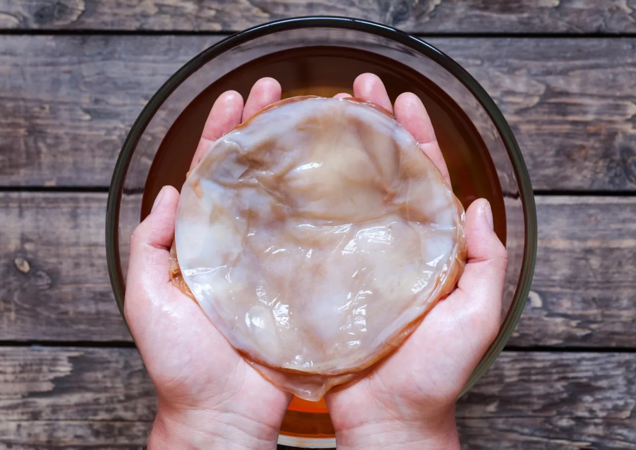 SCOBY grzybek herbaciany