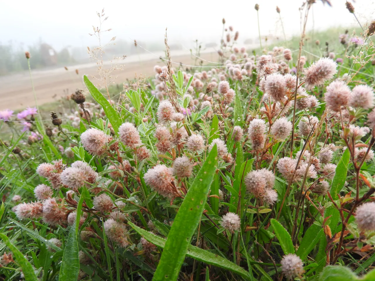 Mglisty poranek na wrzosowisku, gdzie delikatne kwiaty pokryte rosą symbolizują spok&oacute;j i piękno natury.